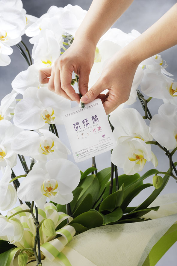 最高級胡蝶蘭10本立（白）15万円コース（150～170輪程度） ｜ 祝い花と